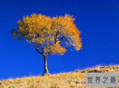 ​盘点世界十大神奇的树：第六杀人，第一产黄金！