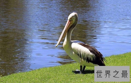 世界上嘴巴最长的鸟,居然长这样子?