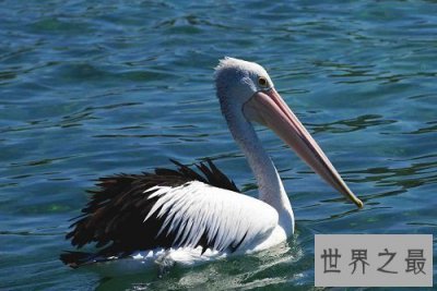 ​世界上嘴巴最长的鸟，居然长这样子？