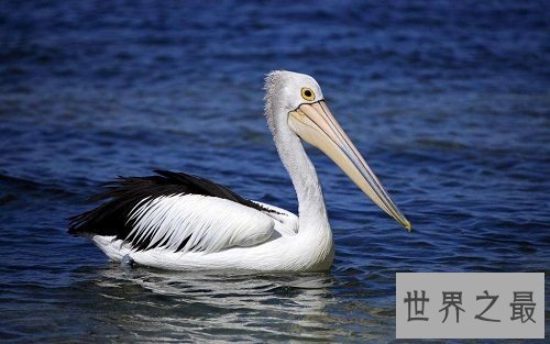 世界上嘴巴最长的鸟,居然长这样子?