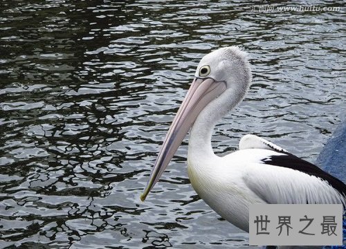 世界上嘴巴最长的鸟,居然长这样子?