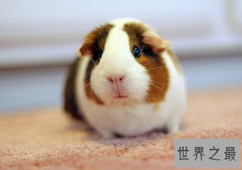 荷兰猪怎么养?入门级攻略全方位介绍!