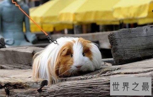 荷兰猪怎么养?入门级攻略全方位介绍!