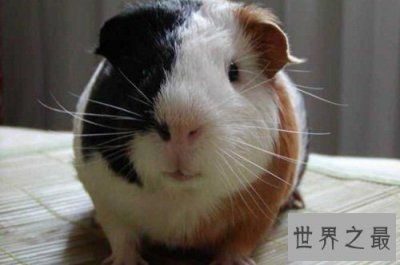 ​荷兰猪怎么养？入门级攻略全方位介绍！