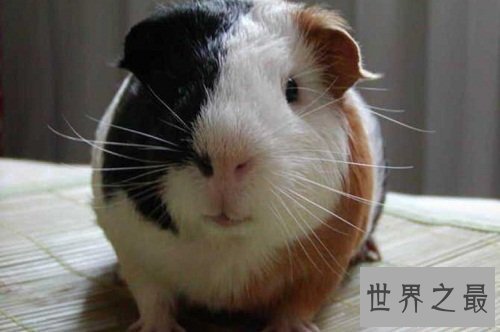 荷兰猪怎么养?入门级攻略全方位介绍!