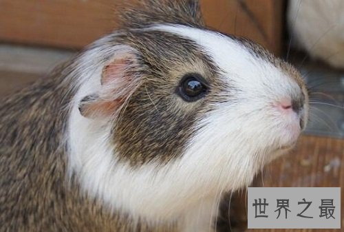 荷兰猪怎么养?入门级攻略全方位介绍!