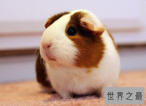 荷兰猪怎么养?入门级攻略全方位介绍!