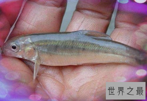 细鳞鱼价格有价无市,原因让人惊悚不已!