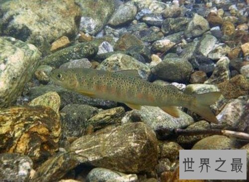 细鳞鱼价格有价无市,原因让人惊悚不已!