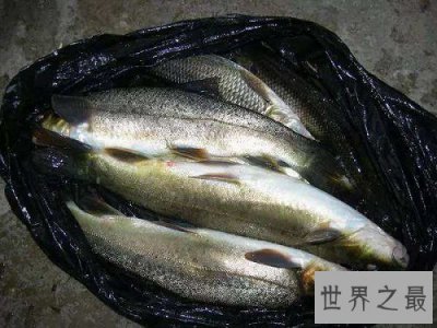 ​细鳞鱼价格有价无市，原因让人惊悚不已！