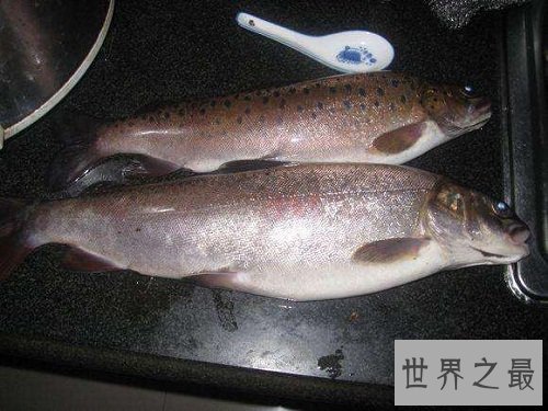 细鳞鱼价格有价无市,原因让人惊悚不已!