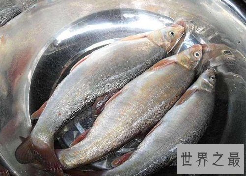 细鳞鱼价格有价无市,原因让人惊悚不已!