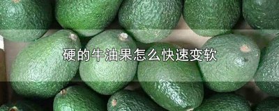 ​牛油果怎么让它变软 怎么使牛油果变软