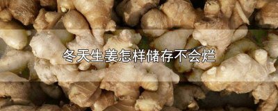 ​生姜怎么贮藏才不会烂 生姜怎么保存才不会烂