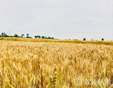 ​4·1四川绵竹地震 绵竹地震了吗今天