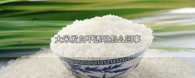 ​大米好多发白不透明一捏就碎 大米好多发白不透明的虫子