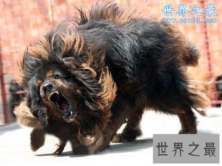 世界上最凶猛最厉害的狗，中国鬼獒(凶残度120%)