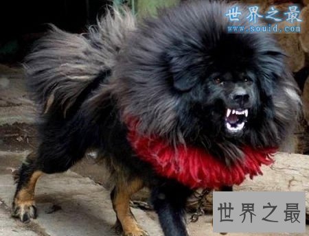 世界上最凶猛最厉害的狗，中国鬼獒(凶残度120%)
