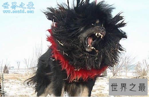世界上最凶猛最厉害的狗，中国鬼獒(凶残度120%)