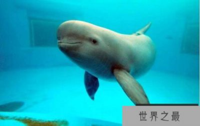 ​中国十大濒危动物排行榜 中国即将灭绝的动物
