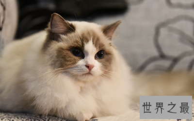​布偶猫价格如何物有所值？原因居然是这个！