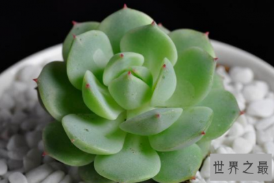 ​最经典的多肉品种排行榜：黑法师上榜，第一最好养