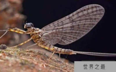 ​世界上寿命最短的昆虫，蜉蝣生命仅有几小时