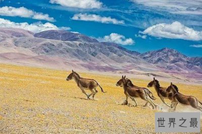 ​中国十大禁地：据说连飞禽走兽都无法从这里幸免！