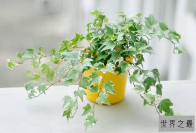​10种室内最好养的植物 观赏价值高还可以净化空气