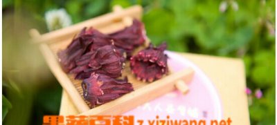 ​洛神花的功效 你有了解过洛神花的作用吗？