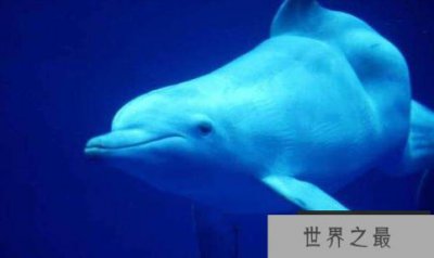 ​中国10大濒临灭绝动物