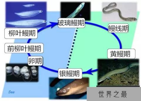 鳝鱼最近很火,它是怎么交配的?不远万里跑到奇怪的地方交配