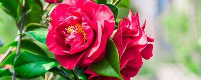 ​山茶花叶子上有斑点怎么办图片 山茶花叶子上有斑点怎么办视频