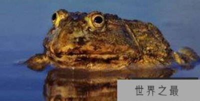 ​世界上最恐怖的生物