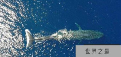 ​世界上最大动物 十大重型动物排名