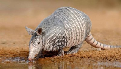 ​瑞兽有多少种 瑞兽是神兽吗