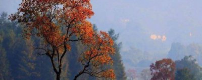 ​乌桕树泡酒有什么作用和功效 乌桕根皮泡酒