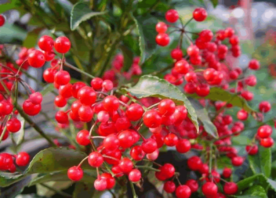 ​贵的意思是什么（物稀为贵的意思是什么）