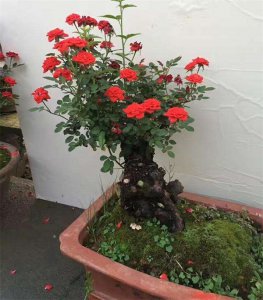 ​玫瑰老桩种植方法和注意事项（玫瑰老桩为什么发芽不久就干枯了）