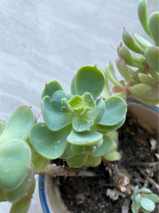 ​花盆土壤杀菌杀虫的最好方法（花盆土壤杀菌杀虫的最好方法视频）