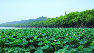 ​西湖是哪个省的景点（西湖景区有哪些景点）