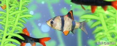 ​虎皮鱼能和什么鱼混养（虎皮鱼好养吗）