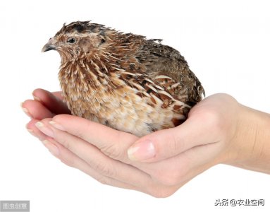 ​鹌鹑多久开始产蛋（鹌鹑多久开始产蛋要注意哪些）