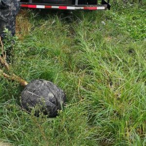 ​嘉宝果种植条件和区域（嘉宝果种植范围）