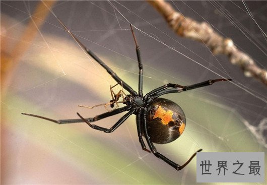 世界十大最毒蜘蛛排行，潜伏在你身边的剧毒杀手