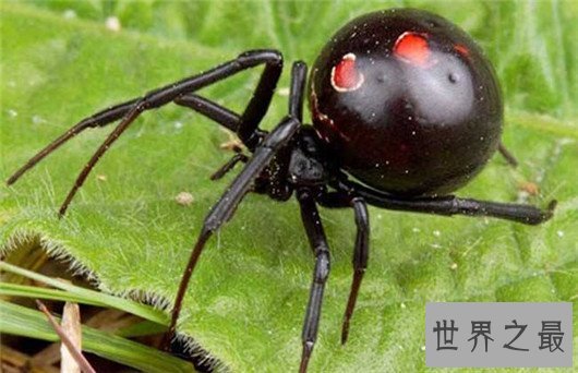 世界十大最毒蜘蛛排行，潜伏在你身边的剧毒杀手