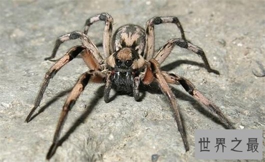 世界十大最毒蜘蛛排行，潜伏在你身边的剧毒杀手