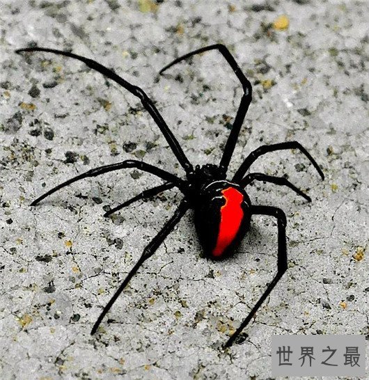 世界十大最毒蜘蛛排行，潜伏在你身边的剧毒杀手