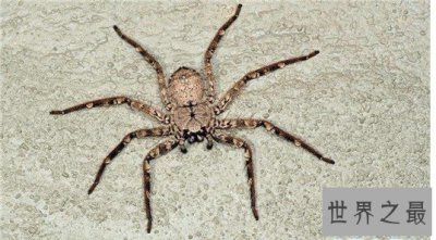​世界十大最毒蜘蛛排行，潜伏在你身边的剧毒杀手