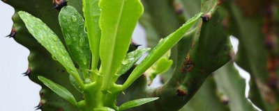 ​霸王鞭的养殖方法和注意事项（霸王鞭图片）